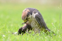 lanner valk (Falco biarmicus) 6-2016 0978